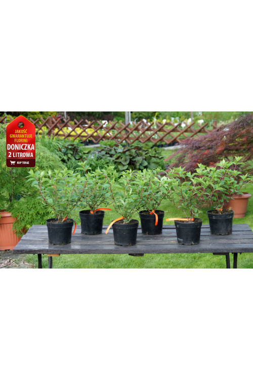 hortensja, hortensja bukietowa, hortensja Bombshell, hydrangea, hydrangea paniculata