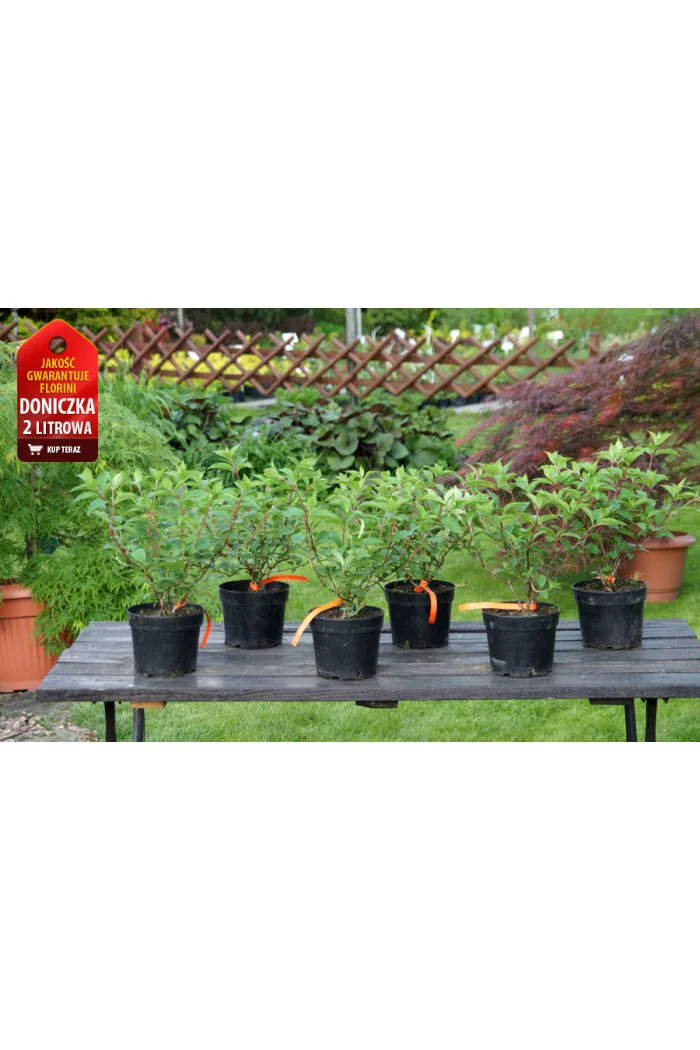 hortensja, hortensja bukietowa, hortensja Bombshell, hydrangea, hydrangea paniculata