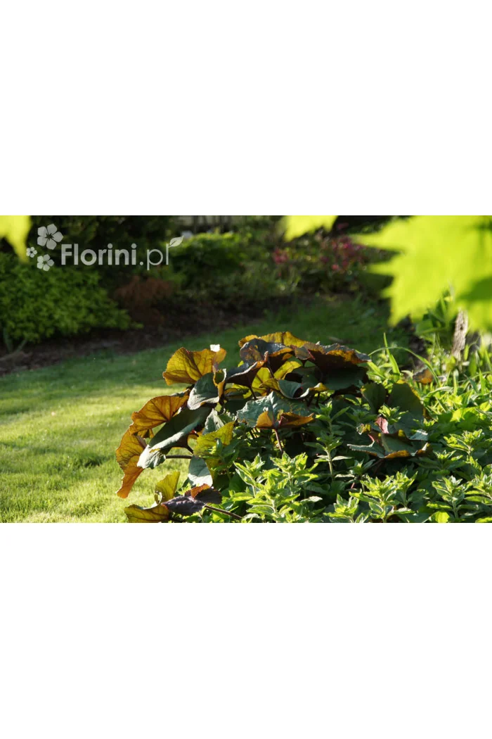 Języczka pomarańczowa 'Othello' Ligularia dentata