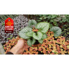 Brunnera 'Jack Frost' | Brunnera