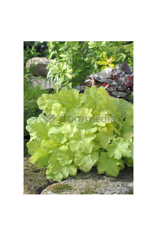 Żurawka 'Citronelle' Heuchera