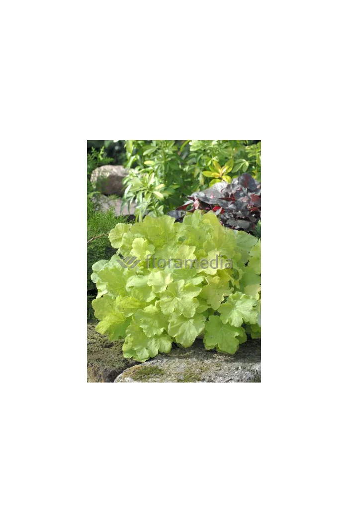 Żurawka 'Citronelle' Heuchera