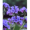 Miodunka 'Diana Clare' Pulmonaria longifolia