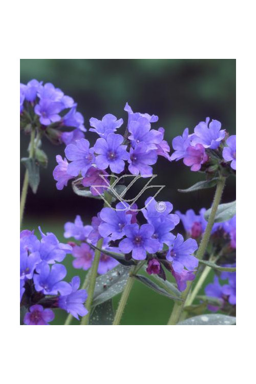 Miodunka 'Diana Clare' Pulmonaria longifolia