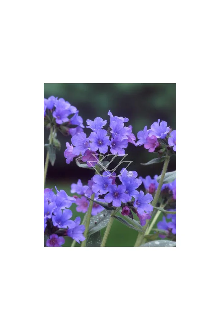 Miodunka 'Diana Clare' Pulmonaria longifolia