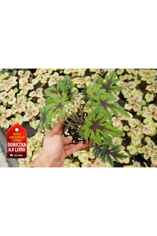 Tiarella 'Timbuktu' Tiarella