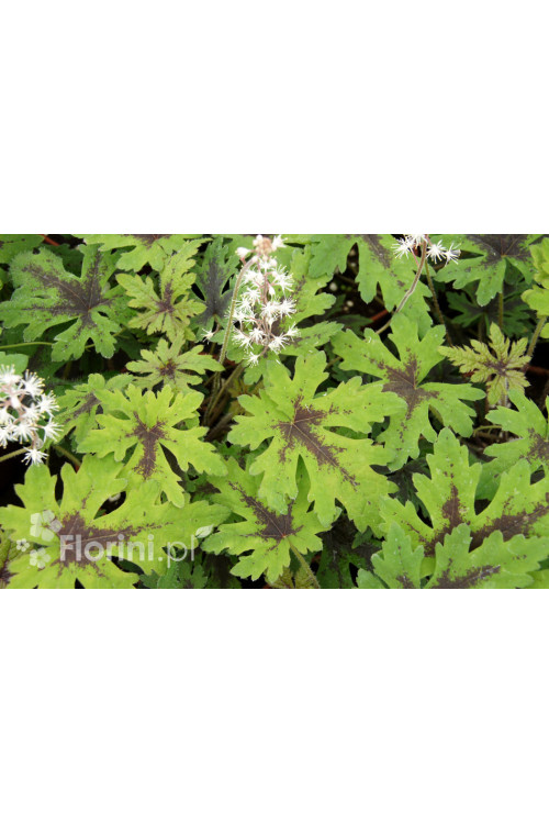 Tiarella 'Timbuktu' Tiarella