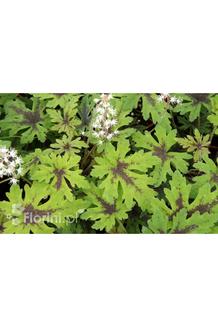 Tiarella 'Timbuktu' Tiarella