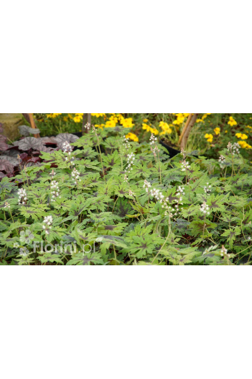 Tiarella 'Timbuktu' Tiarella