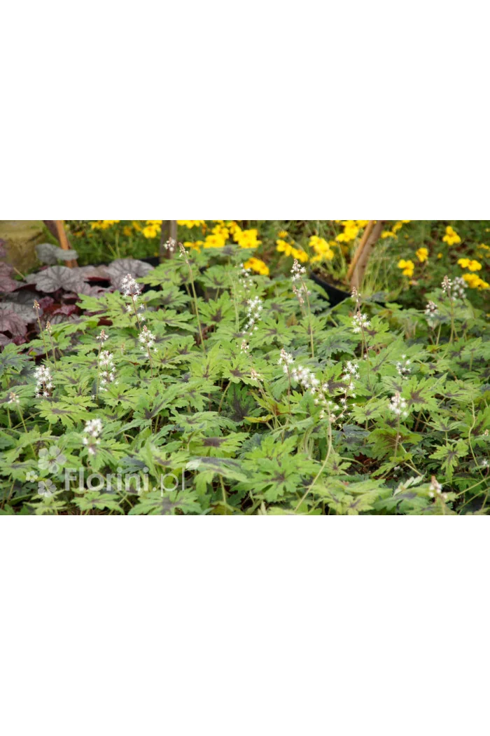 Tiarella 'Timbuktu' Tiarella