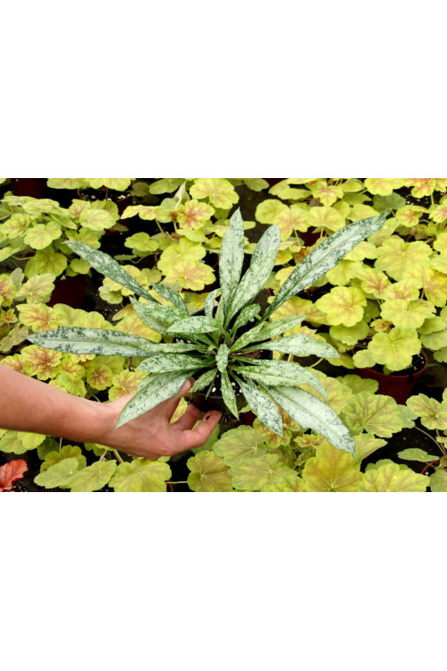 Miodunka długolistna Pulmonaria cevennensis