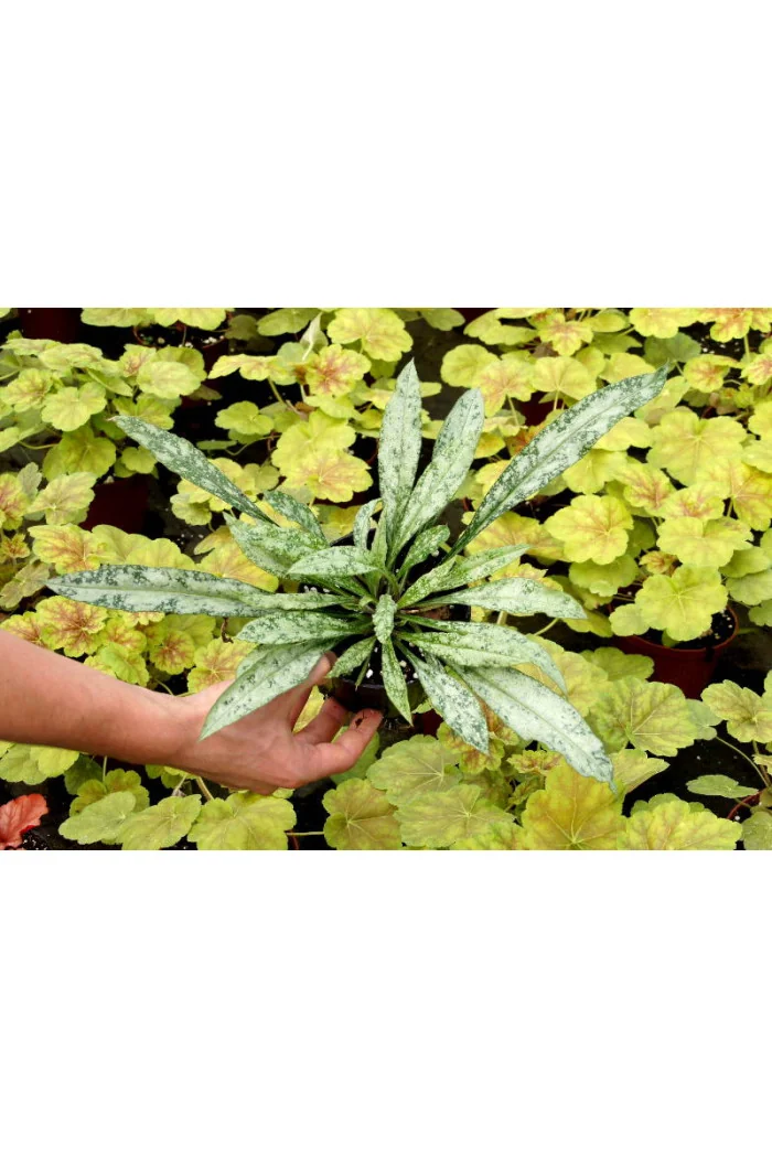 Miodunka długolistna Pulmonaria cevennensis