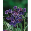Miodunka długolistna Pulmonaria cevennensis