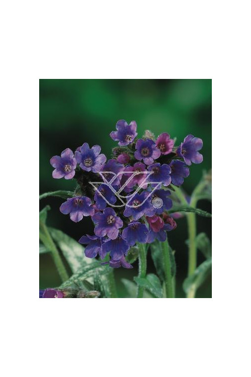 Miodunka długolistna Pulmonaria cevennensis