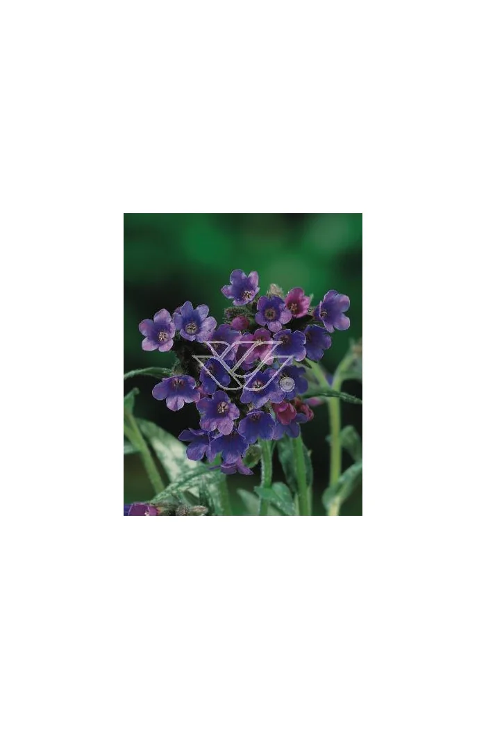 Miodunka długolistna Pulmonaria cevennensis