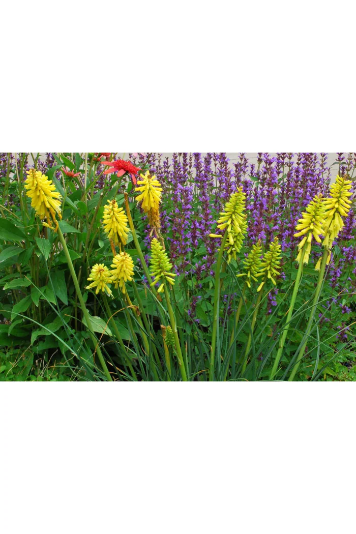 Trytoma 'Lemon Popsicle' Kniphofia