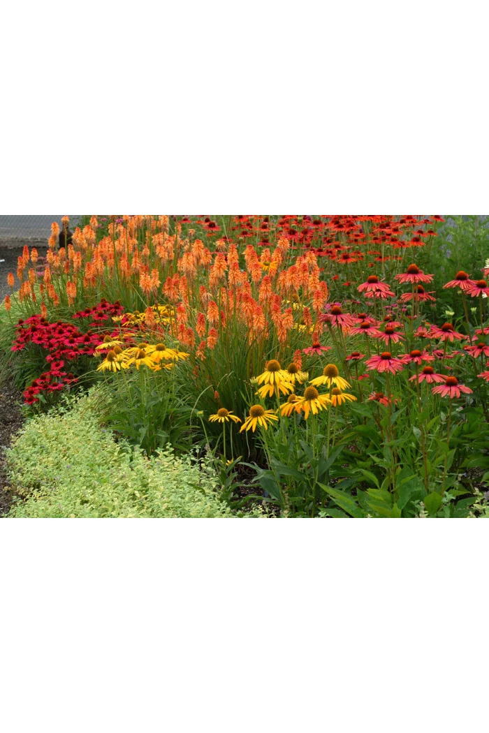Trytoma 'Lemon Popsicle' Kniphofia