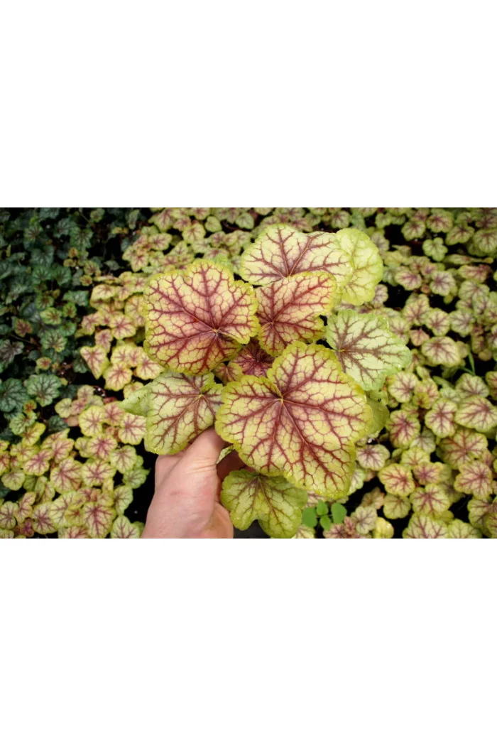 Żurawka 'Picasso' Heuchera