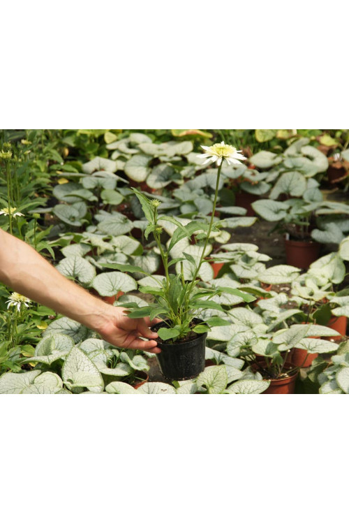jeżówka, jeżówka Meringue ,echinacea, echinacea Meringue