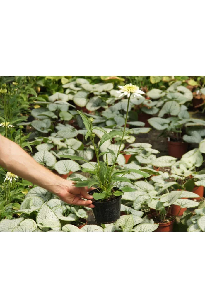 jeżówka, jeżówka Meringue ,echinacea, echinacea Meringue