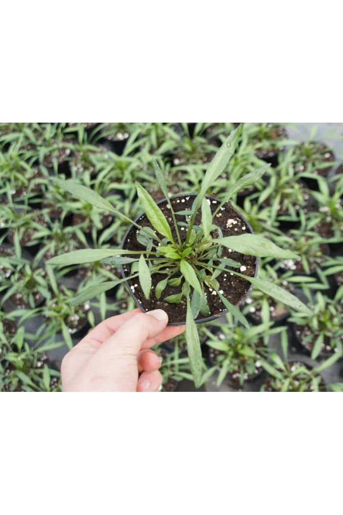 Nachyłek 'Pink Sapphire' Coreopsis
