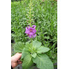 Dziewanna 'Sugar Plum' | Verbascum