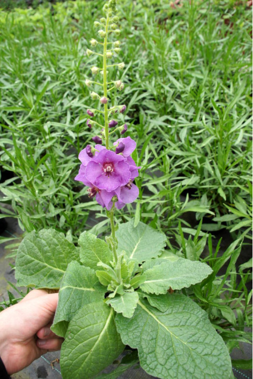 Dziewanna 'Sugar Plum' | Verbascum