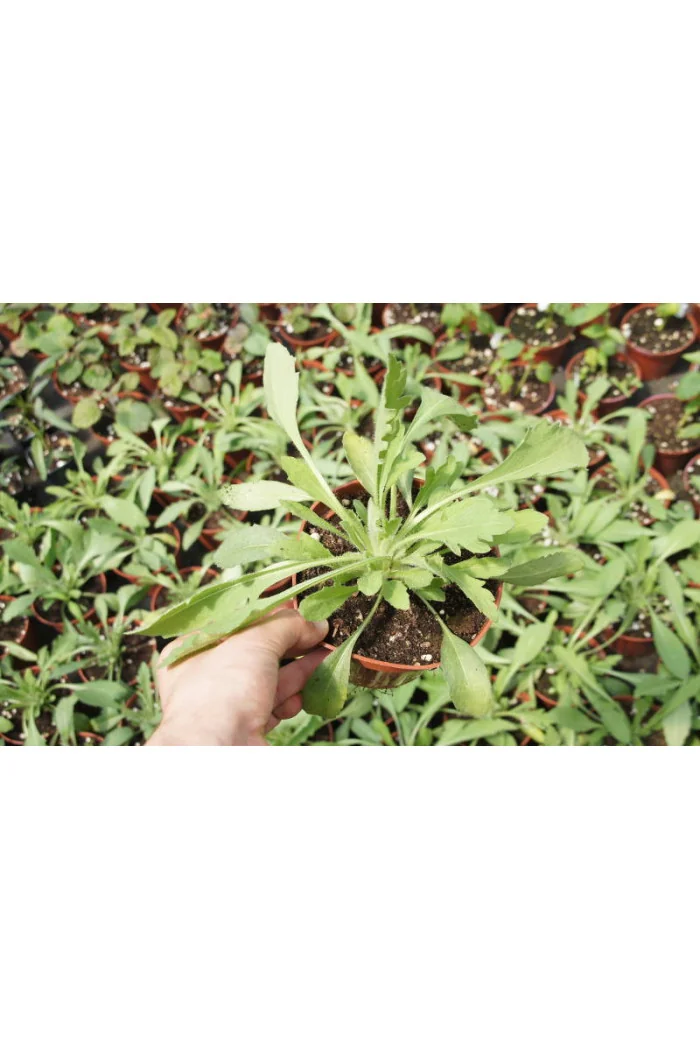 Gailardia 'Oranges and Lemons' Gaillardia