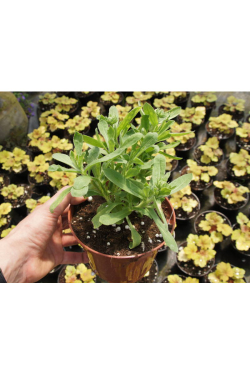 gailardia, gailardia dakota reville, gaillardia