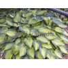 Funkia 'June' Hosta