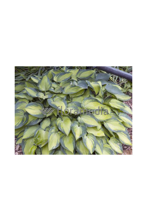 Funkia 'June' Hosta
