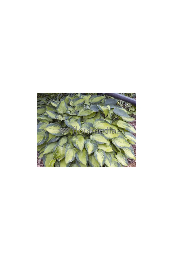 Funkia 'June' Hosta