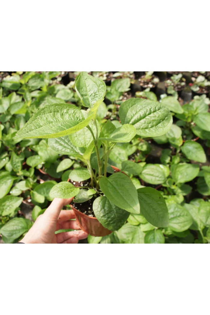 Rudbekia 'Little Henry' Rudbeckia