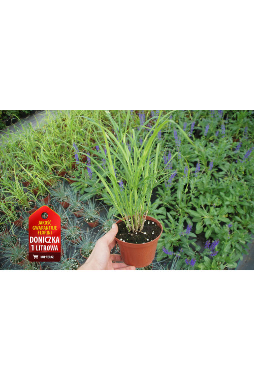 Miskant chiński 'Apache' | Miscanthus sinensis