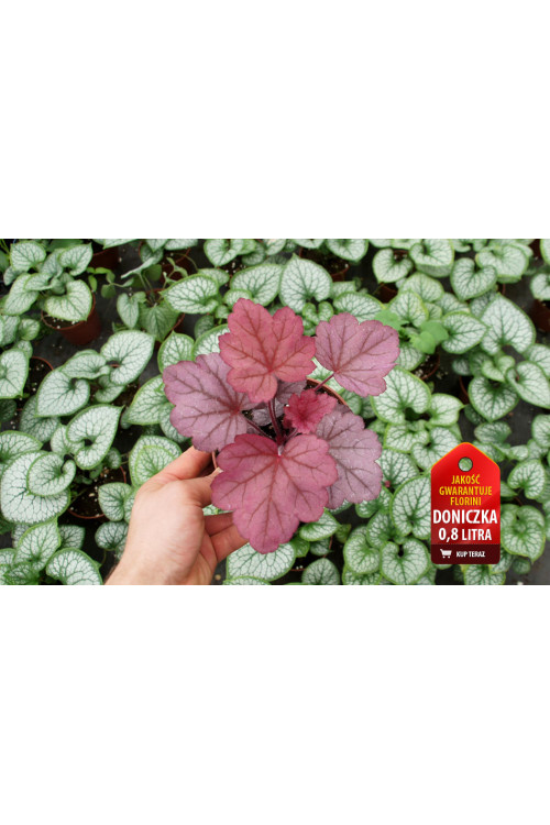 Żurawka 'Georgia Plum' | Heuchera