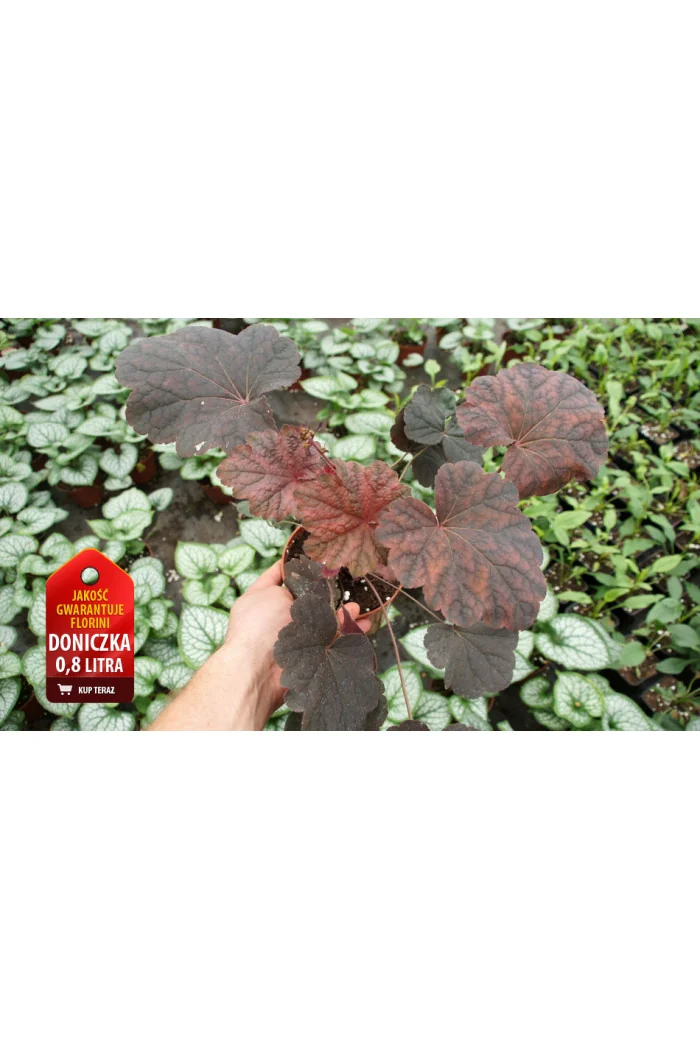 Żurawka 'New Mocha' Heuchera