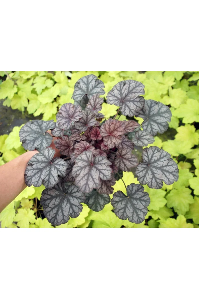 żurawka, żurawka Hollywood, heuchera