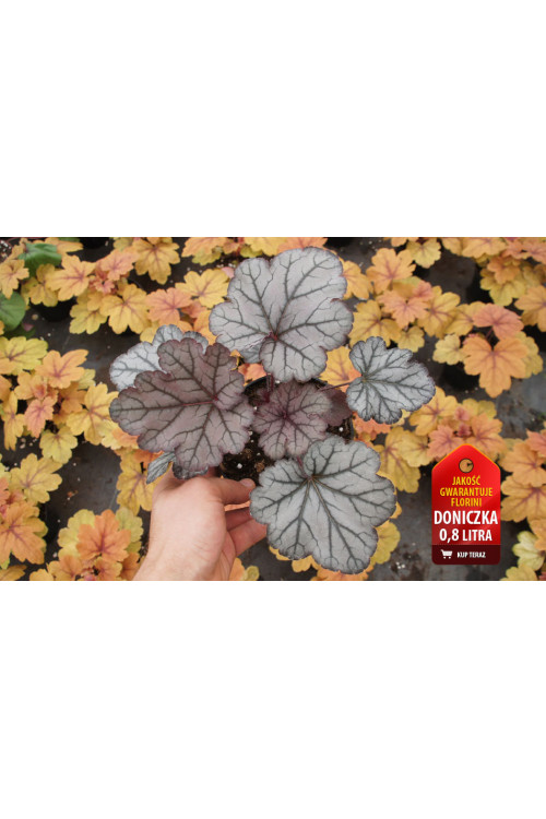 Żurawka 'Spellbound' | Heuchera