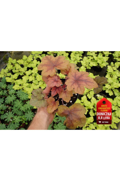Żuraweczka 'Brass Lantern' | Heucherella