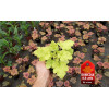 Żurawka 'Lime Marmalade' | Heuchera
