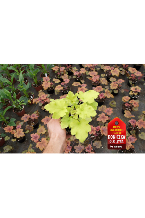 Żurawka 'Lime Marmalade' | Heuchera