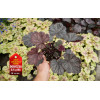 Żurawka 'Magnum' Heuchera