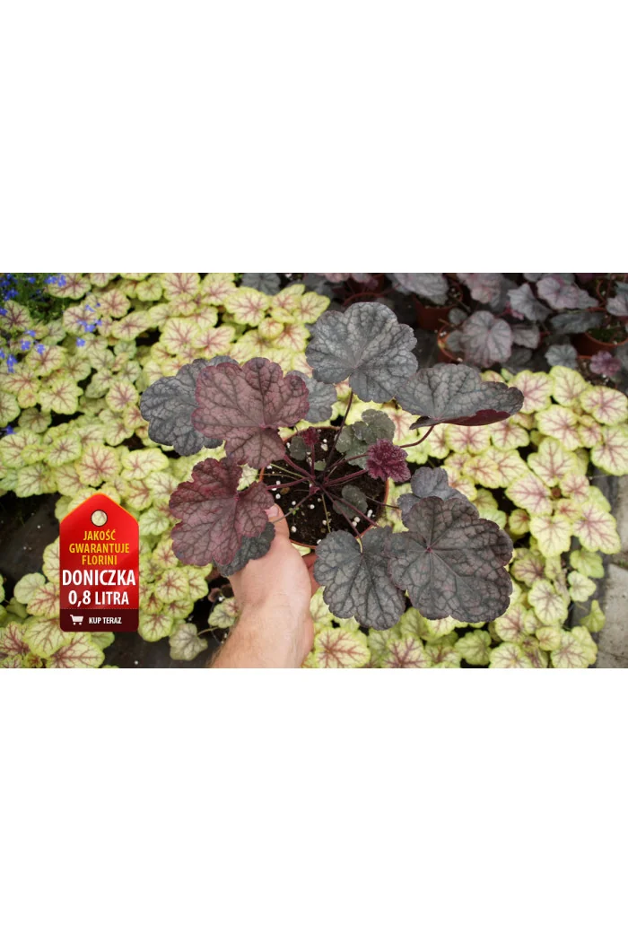 Żurawka 'Magnum' Heuchera
