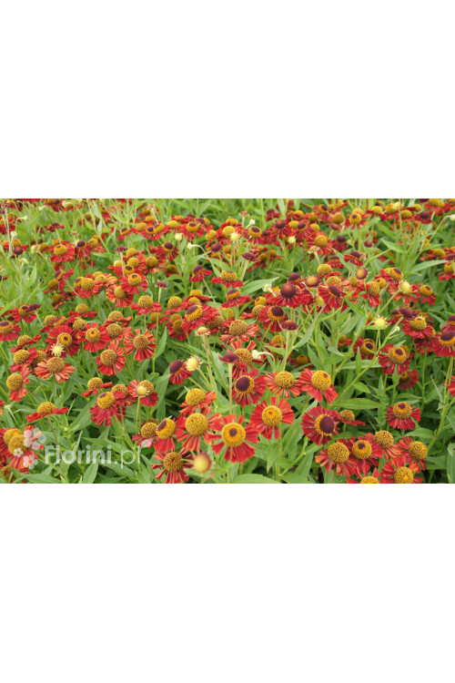 dzielżan, dzielżan jesienny, dzielżan Helena Red, helenium