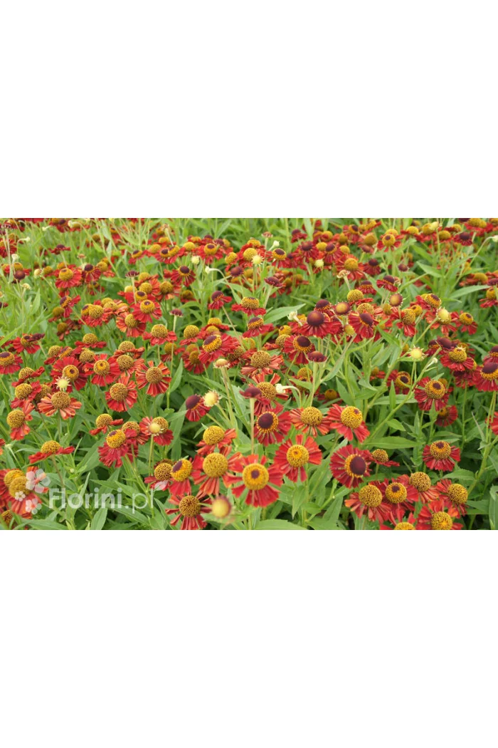 dzielżan, dzielżan jesienny, dzielżan Helena Red, helenium