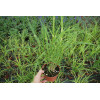 Miskant chiński 'Giraffe' | Miscanthus sinensis