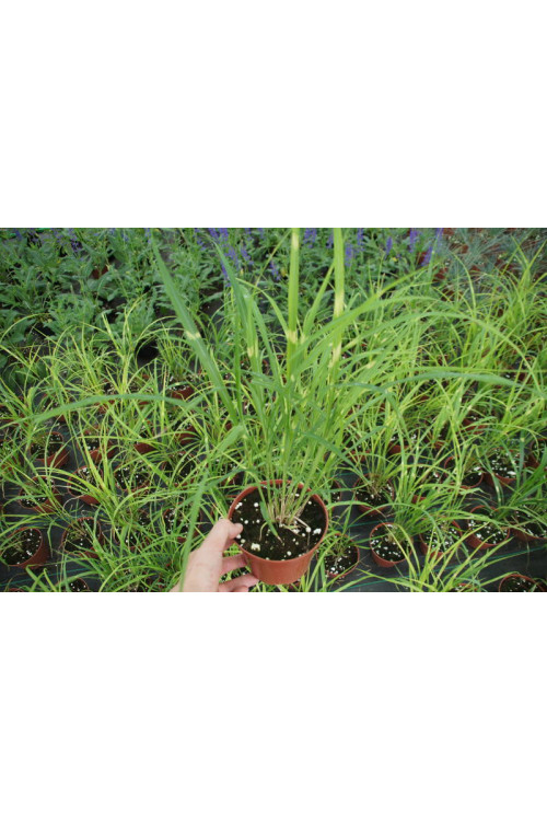 Miskant chiński 'Giraffe' | Miscanthus sinensis