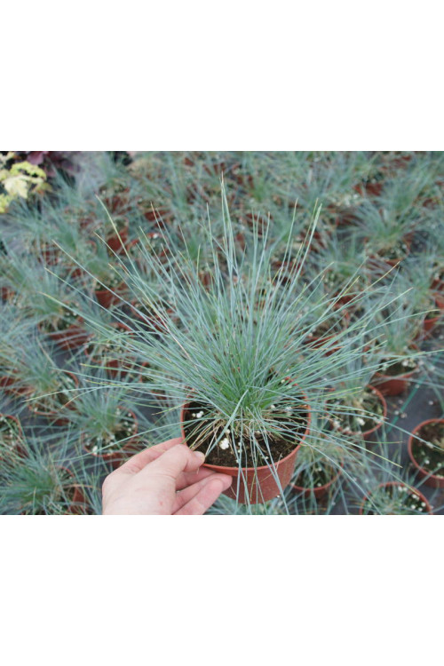 Kostrzewa sina 'Azurit' | Festuca glauca