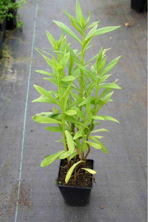 Dzielżan jesienny 'Helena Gold' Helenium autumnale