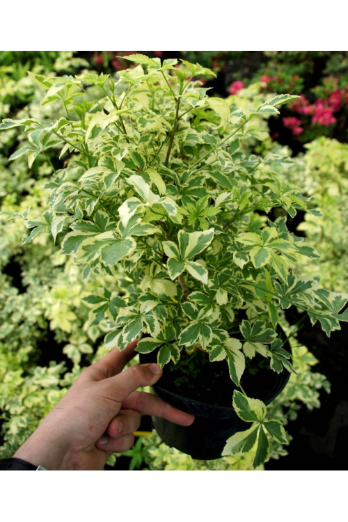 Kolcosił Siebolda 'Variegatus' Eleutherococcus sieboldianusi